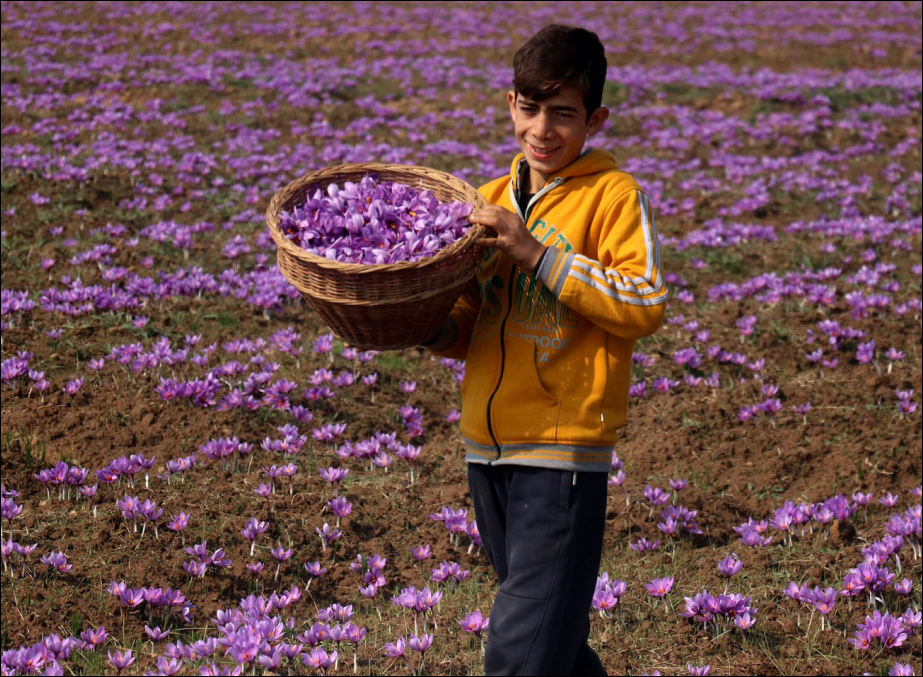 Saffron Picking